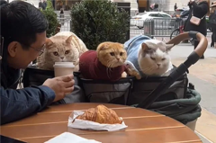 यह सुन कर आपकी हँसी नहीं रुकने वाली, बिल्लियों के साथ Coffee Date पर गया शख्सु