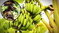 ये रोग करता है केले के बीच के हिस्से को काला, ऐसे करें रोकथाम