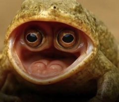 दुनिया का सबसे विचित्र मेंढक मिला, जिसकी आंखें छिपी रहती हैं मुंह के अंदर