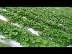 टिंडा खेती में तकनीक का जादू: बढ़ाएँ मुनाफा और पैदावार