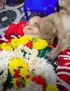 अनोखी विदाई: अम्मा’ को अंतिम सलाम देने पहुंचे बंदर