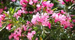 गर्मियों में भी खिलेगा कनेर, बगीचे की बढ़ाएगा खूबसूरती