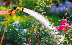 गिर्मियों में पौधों को दे रहे है ज्यादा पानी, तो न करें ये गलती...