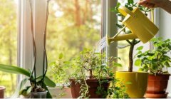 गर्मियों में पोधौं को ज्यादा पानी देना सही या गलत...जानिए तरीका