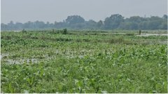 चंदौली: गंगा का जलस्तर बढ़ने से कछार की सैकड़ों बीघे फसल डूबी, किसानों की बढ़ी चिंता