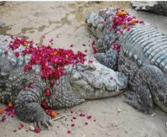 Karachi के इस मजार में रहता है मगरमच्छों का खानदान, खाता है मिठाइयां, बाबा फरीद के जुओं से है रिश्ता