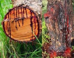 क्या पत्ते तोड़ने पर पेड़ों को होता है दर्द? नोच-नोचकर खाते हैं जानवर, साइंटिस्ट ने पता कर ली असलियत