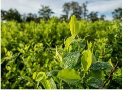 अफीम-गांजा का भी बाप है ये पौधा! बिकता है सबसे महंगा, उगाने वाला बन जाता है करोड़पति!