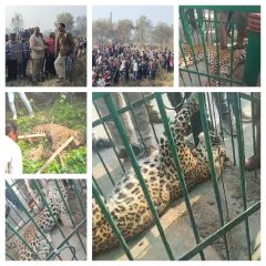 चार जिलों की संयुक्त टीम ने संभाला मोर्चा