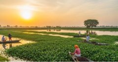 कीचड़ से तैयार हुआ स्वादिष्ट फल, देश-विदेश तक है इस फल की भारी डिमांड...