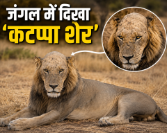 जंगल में दिखा ‘कटप्पा शेर’! उड़ गए सारे बाल, तस्वीर देख लोग हुए हैरान