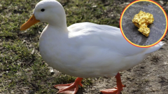 बत्तख के पेट से निकला सोना! एक झटके में मालामाल हुआ शख्स, अजीब खोज ने सबको चौंकाया