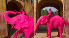 जयपुर में हाथी को बनाया ‘पिंक’, विदेशी फोटोग्राफर पर भड़के लोग