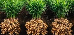 अदरक की खेती से कमाई का बढ़िया मौका, बुवाई से कटाई तक जाने सबकुछ...