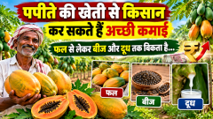 पपीते की खेती से किसान कर सकते हैं अच्छी कमाई, फल से लेकर बीज और दूध तक बिकता है...