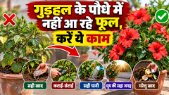 गुड़हल के पौधे में नहीं आ रहे फूल, करें ये काम