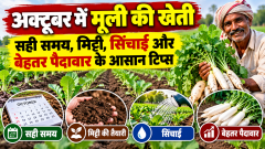 अक्टूबर में मूली की खेती: सही समय, मिट्टी, सिंचाई और बेहतर पैदावार के आसान टिप्स